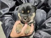 柴犬(標準サイズ)【長崎県・女の子・2023年1月9日・黒】の写真5