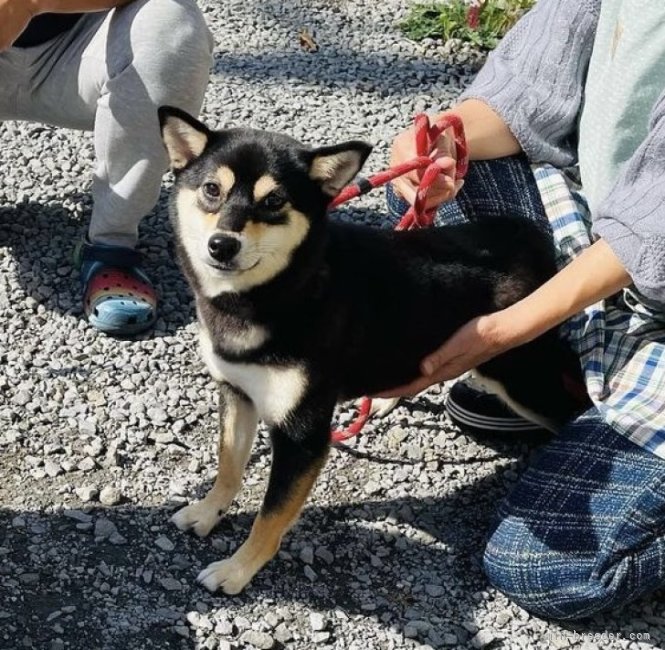 兼平　愛(かねひら　あい)ブリーダー(青森県・柴犬など・日本犬保存会登録)の紹介写真8