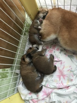 青森県の豆柴のブリーダーのブログ特集 4ページ目 みんなのペットライフ