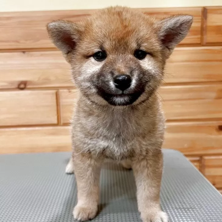 豆柴【青森県・男の子・2025年3月4日・赤】の写真1「小ぶりでニ可愛らしい子です。お顔の黒い部分は大きくなるにつれてなくなります。」