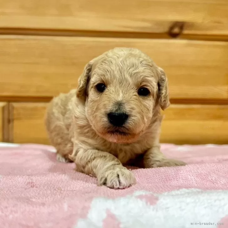 ID：2412-05118の子犬