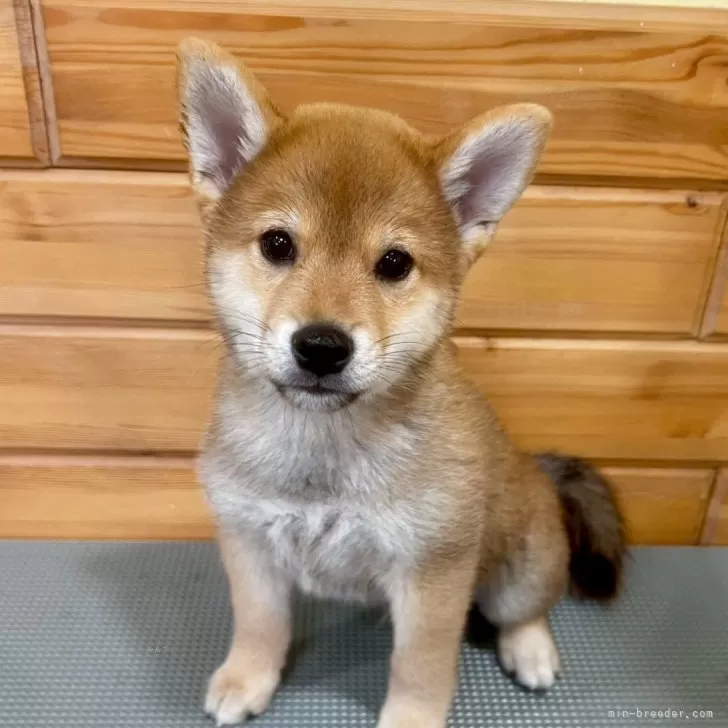 A.W 様のお迎えした子犬