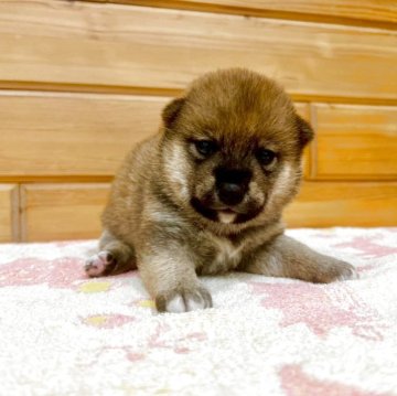 柴犬(豆柴)【青森県・男の子・2025年7月19日・赤】の写真「小ぶりなママから産まれた可愛らしい男の子」