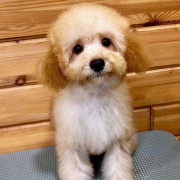 トイプードル(トイ)【青森県・女の子・2025年7月22日・パールフォーン】の写真「少しレッドに近いアプリコで綺麗な被毛の女の子」