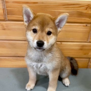 柴犬(標準サイズ)【青森県・男の子・2025年7月19日・赤】の写真「小ぶりなママから産まれた可愛らしい男の子♡」