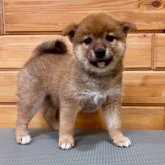 柴犬(豆柴)