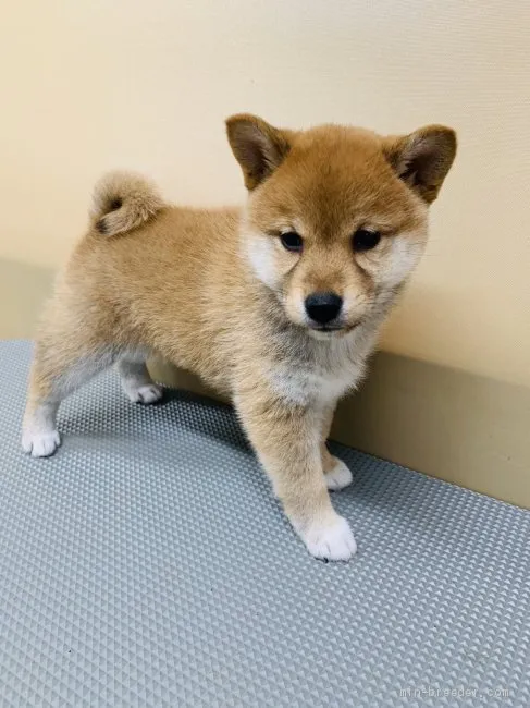 ID:1912-01544の子犬