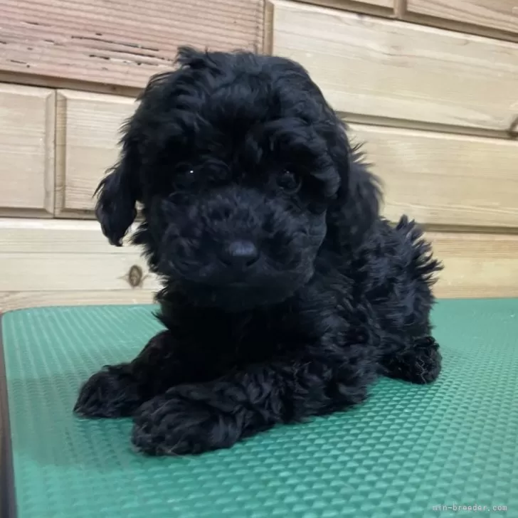 ID:2312-06832の子犬