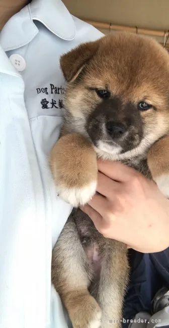 ID:1705-01507の子犬