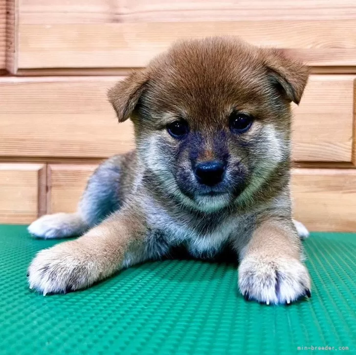 ID:2409-06701の子犬