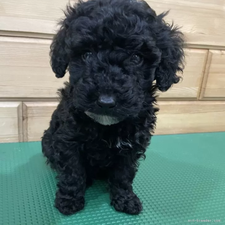 ID：2312-06831の子犬