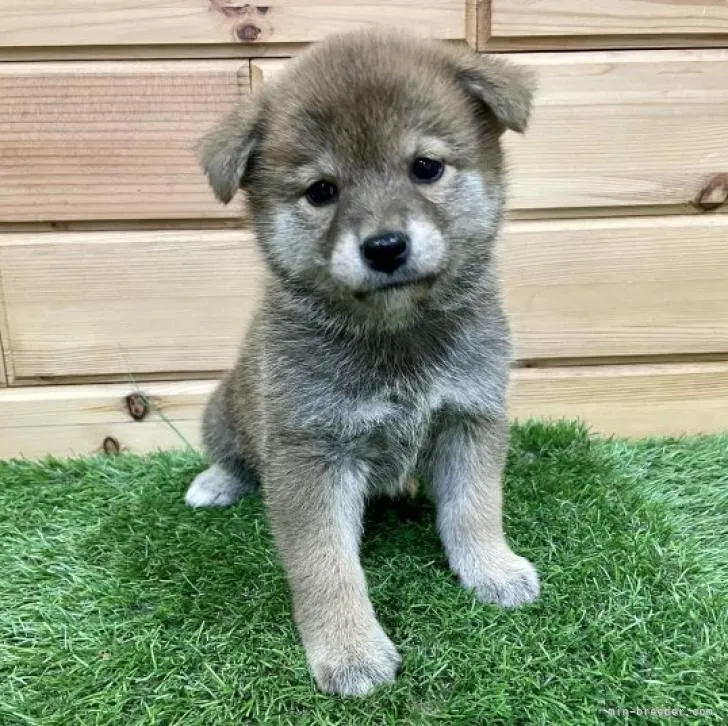 ID:2211-03044の子犬