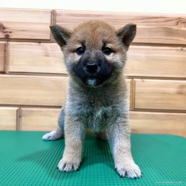 ID：2404-06696の子犬
