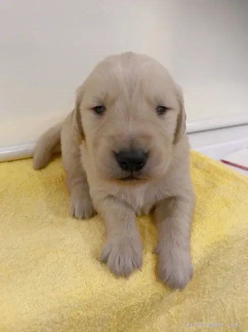 ID:1912-00653の子犬