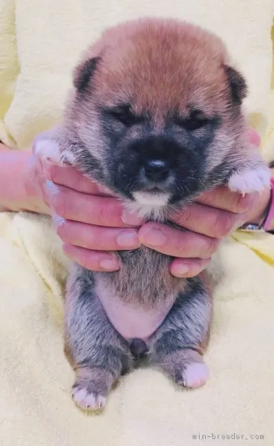 ID：1810-02588の子犬