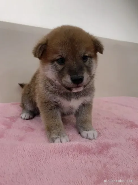 ID:1912-01815の子犬