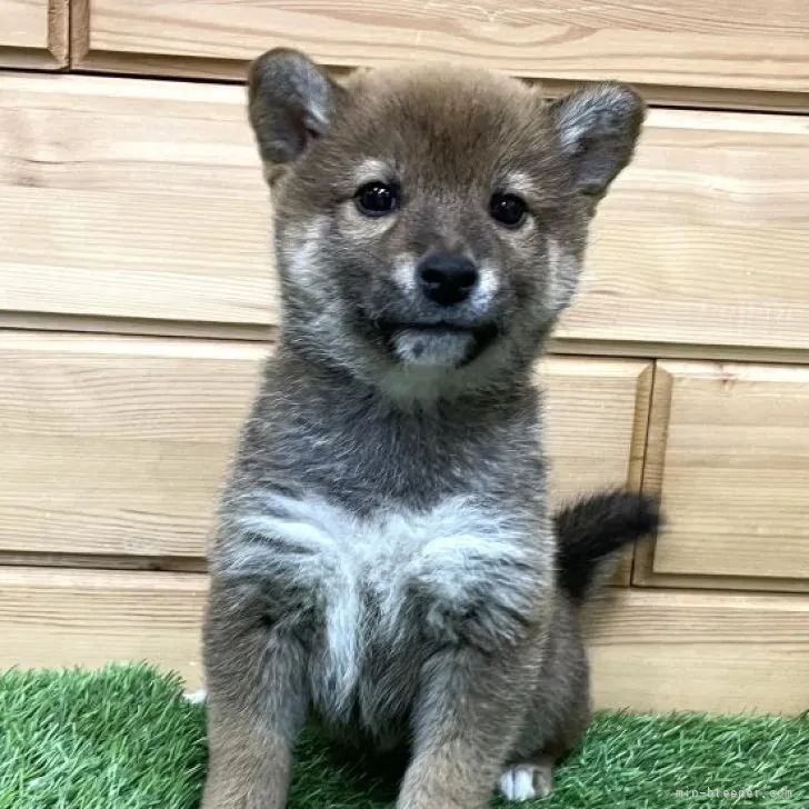 ID:2301-00480の子犬
