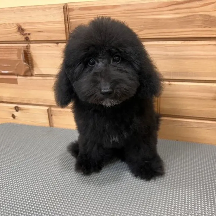 ID:2305-04754の子犬
