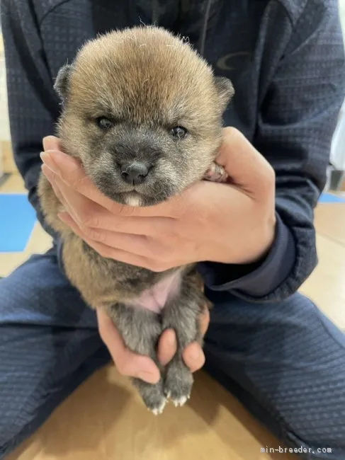ID:2104-01224の子犬