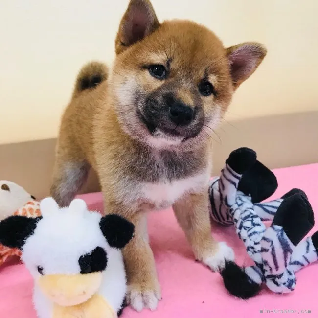 ツルコ 様のお迎えした子犬