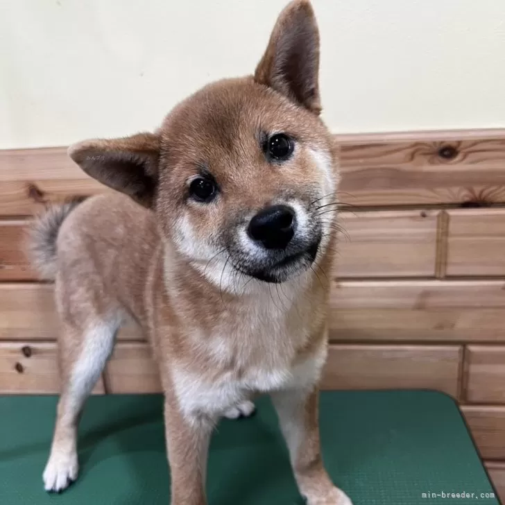 ID:2311-04460の子犬