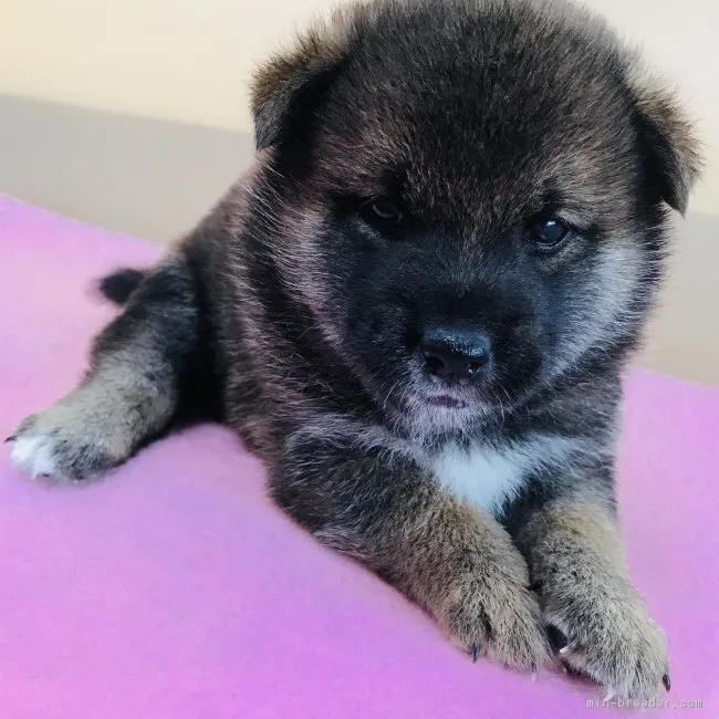 ID:1808-00931の子犬