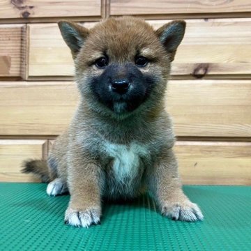 柴犬(標準サイズ)【青森県・女の子・2024年4月6日・赤】の写真「小ぶりなパパとママから産まれた女の子です♡」