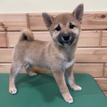 柴犬(豆柴)【青森県・女の子・2023年10月18日・赤】の写真「次女ちゃん♡ママは豆柴サイズです🐾」