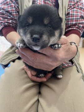 柴犬(標準サイズ)【青森県・男の子・2021年10月21日・黒】の写真「とっても可愛らしい男の子です☺️💕」