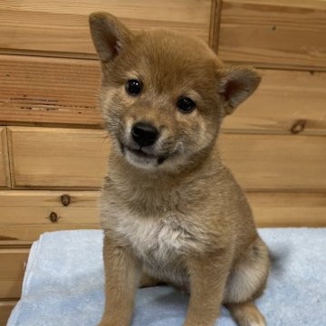 柴犬(標準サイズ)【青森県・男の子・2023年11月3日・赤】の写真「おっとり3兄弟の三男坊です(^-^)」