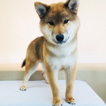 柴犬(標準サイズ)【青森県・男の子・2017年9月3日・赤】の写真「お散歩中もとてもかっこいいですよ(*^ω^*)」