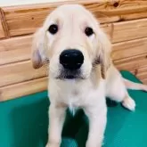 ゴールデンレトリバー【青森県・男の子・2024年4月11日・ゴールド】の写真1「すくすく成長しています♪」