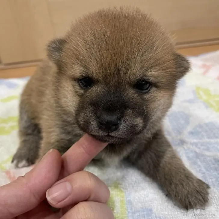まこ吉 様のお迎えした子犬