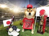 柴犬【・男の子・2016年1月27日・赤】