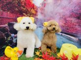 トイプードル【・男の子・2016年7月21日・ホワイト】