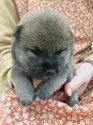 豆柴【青森県・女の子・2019年11月18日・赤】の写真2「目が開いたばかりの撮影です」