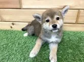 柴犬(標準サイズ)【青森県・男の子・2022年11月3日・赤】の写真3「キョトンとしたお顔が可愛らしい💕」