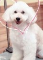 トイプードル【・男の子・2016年7月21日・ホワイト】