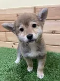 柴犬(標準サイズ)【青森県・男の子・2022年11月3日・赤】の写真4「大きなお耳とキラキラな目がチャームポイントです(≧∀≦)」