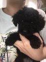 トイプードル【・女の子・2019年3月24日・ブラック】「子犬の頃の写真です♡」