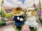柴犬【・男の子・2016年1月27日・赤】
