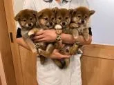 柴犬(標準サイズ)【青森県・男の子・2022年11月3日・赤】の写真5「12/18撮影　一番右です😁」