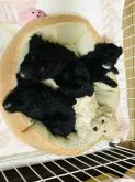 トイプードル(トイ)【青森県・男の子・2023年5月10日・ブラック】の写真5「6/27 仲良くベッドで寝ています☺️」