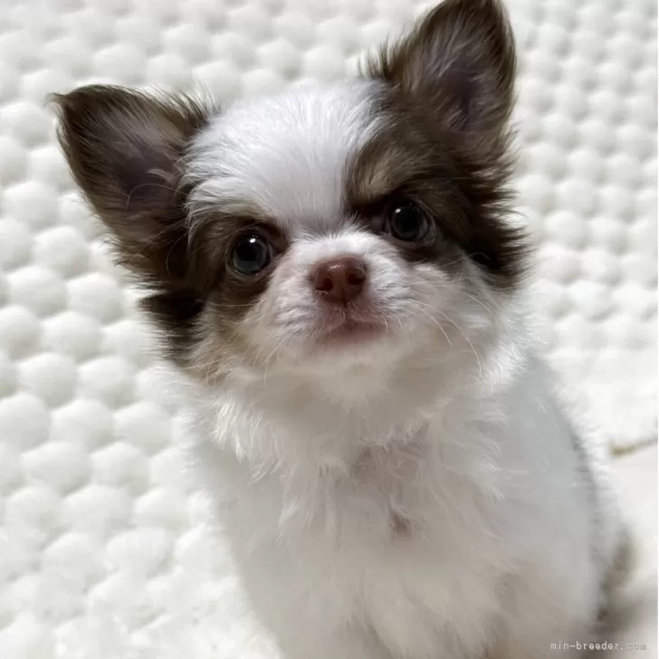 ID:2508-00374の子犬