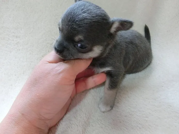 ピノ 様のお迎えした子犬