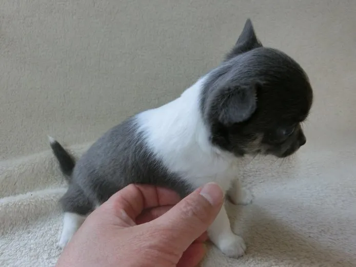 ユッキー 様のお迎えした子犬