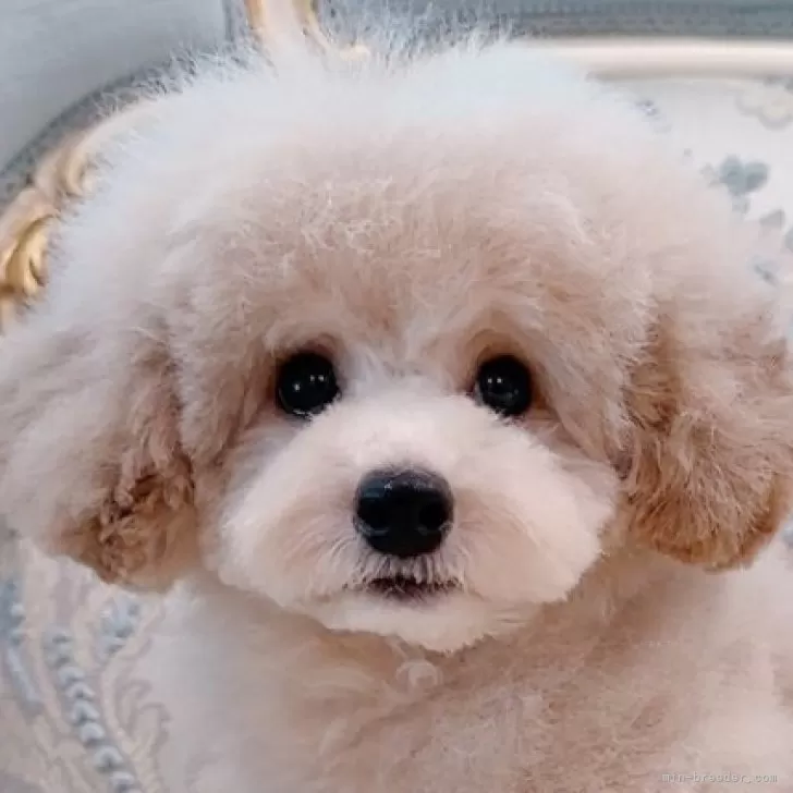 ID：2504-06441の子犬