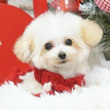 トイプードル(ティーカップ)【三重県・男の子・2025年6月28日・オレンジフォーン】の写真「サイズ確定！超極小マイクロサイズ　プレミアムベビー」