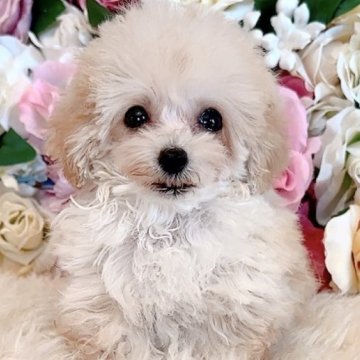 トイプードル(ティーカップ)【三重県・男の子・2025年6月28日・オレンジフォーン】の写真「マイクロサイズ♡極小サイズ太鼓判の可愛らしさ♪」