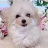 ティーカッププードル